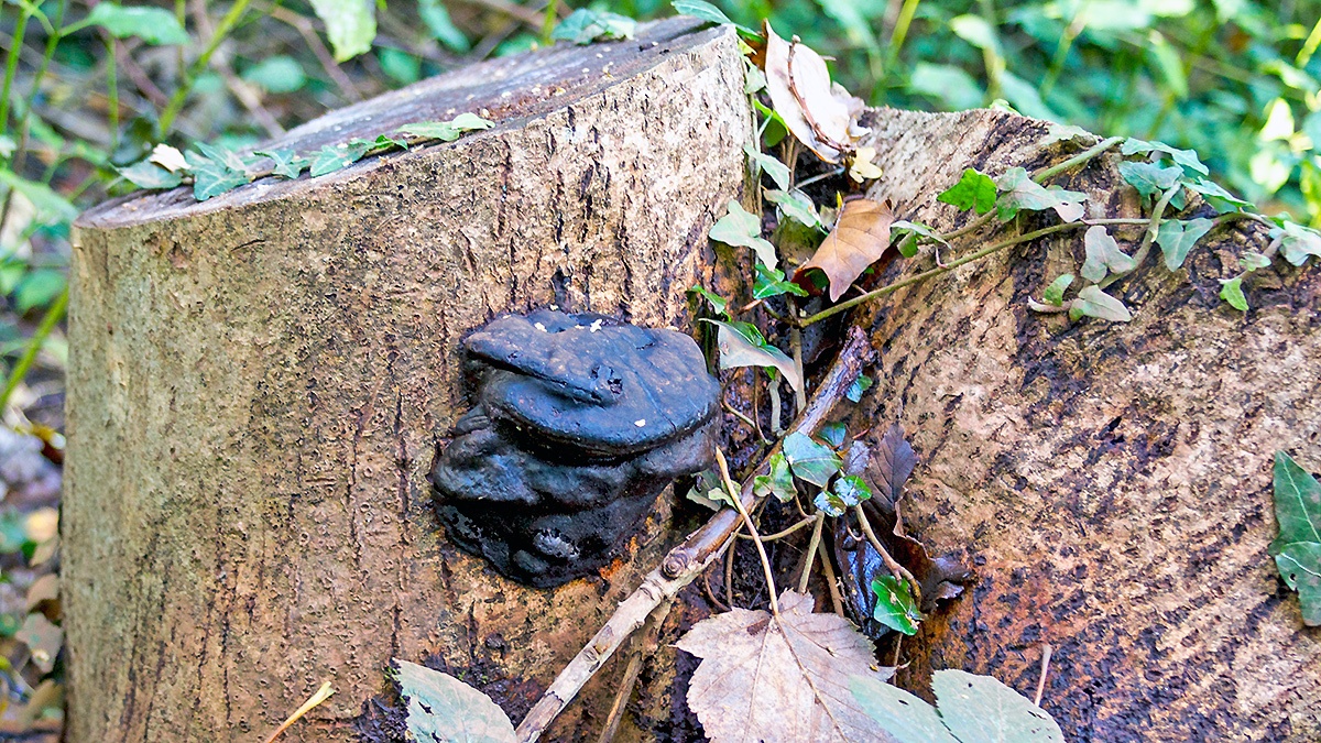 Unidentified fungus