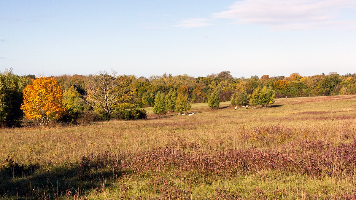 Autumnal scene on Banstead Downs
