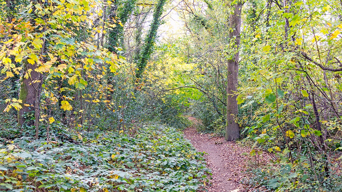 Autumnal scene on Banstead Downs