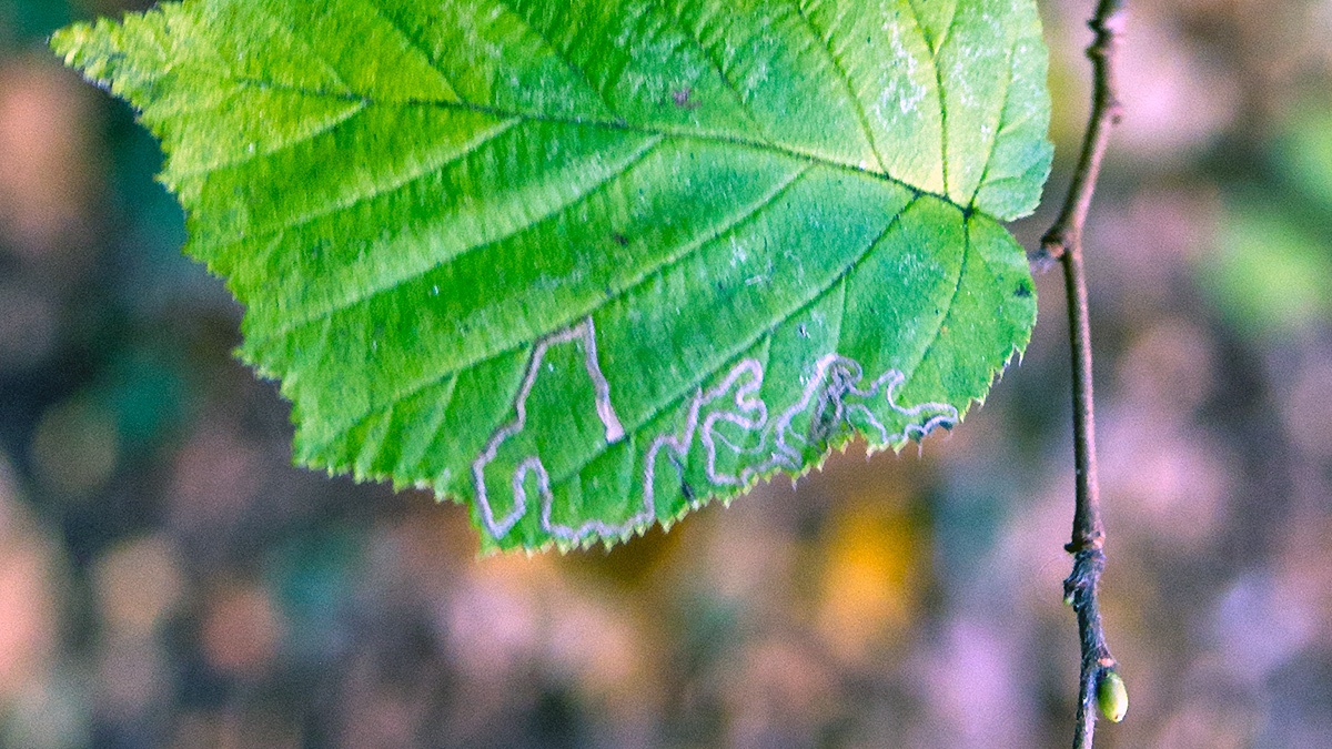 Hazel Leaf Miner moth [Stigmella microtheriella]