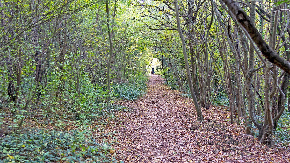 Autumnal scene on Banstead Downs