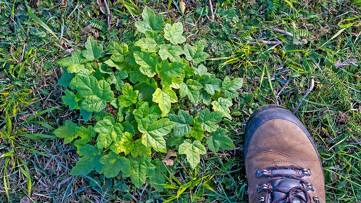 Sycamore [Acer pseudoplatanus]