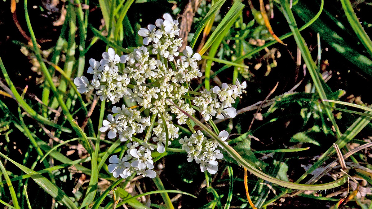 Wild Carrot [Daucus carota]