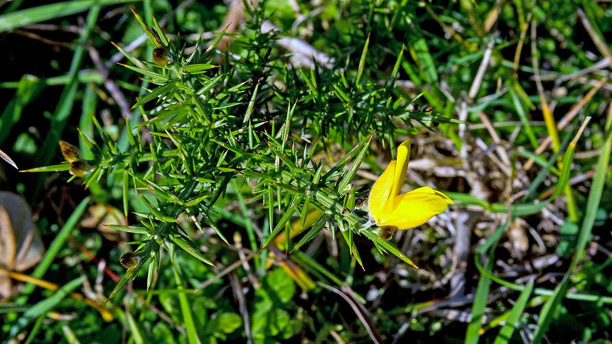 Common Gorse [Ulex europaeus]