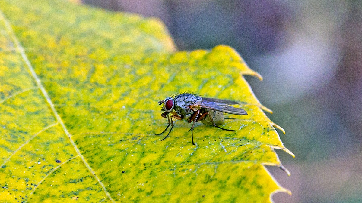 root-maggot fly [unidentified]