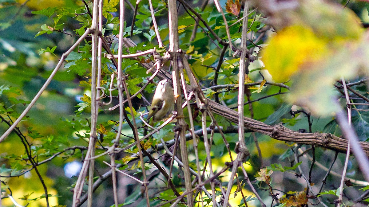 Goldcrest [Regulus regulus]