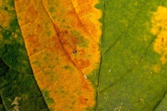 hoverfly egg [Syrphidae sp.?]