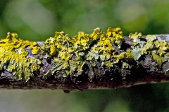 Common Sunburst Lichen [Xanthoria parietina?]