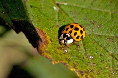 Harlequin Ladybird [Harmonia axyridis]
