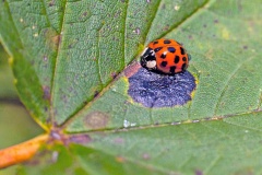 Harlequin Ladybird [Harmonia axyridis]