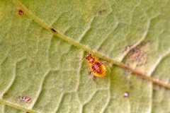 Common Periphyllus Aphid [Periphyllus testudinaceus?]
