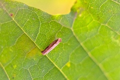 Small Elm Case-bearer [Coleophora badiipennella?]