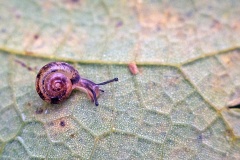 land snail [Cepaea sp.]