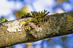 Lichen and moss on a sycamore branch Lichen and moss on a sycamore branch