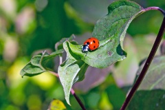 Seven-spot Ladybird [Coccinella septempunctata]