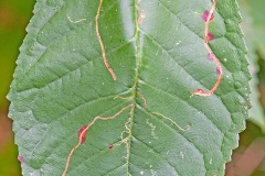 Apple Leaf Miner [Lyonetia clerkella?]