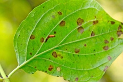 larval case [Coleophora sp.]