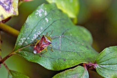 Birch Shieldbug [Elasmostethus interstinctus]