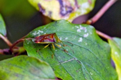 Birch Shieldbug [Elasmostethus interstinctus]