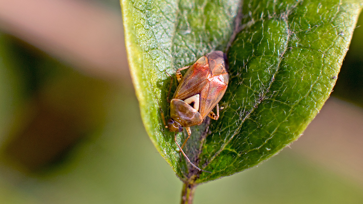 mirid bug [Lygus pratensis]