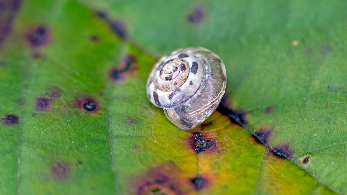 Kentish Snail [Monacha cantiana?]