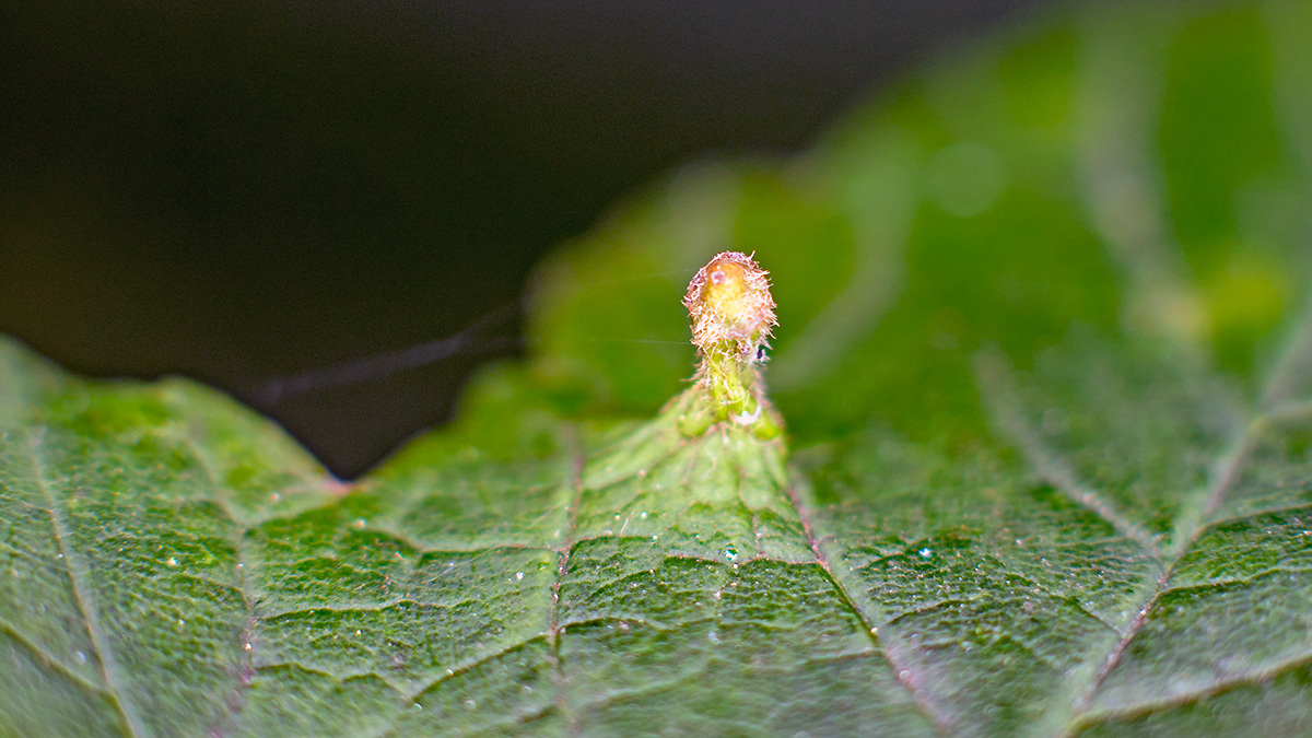 Maple Gall Mite [Aceria macrorhyncha]