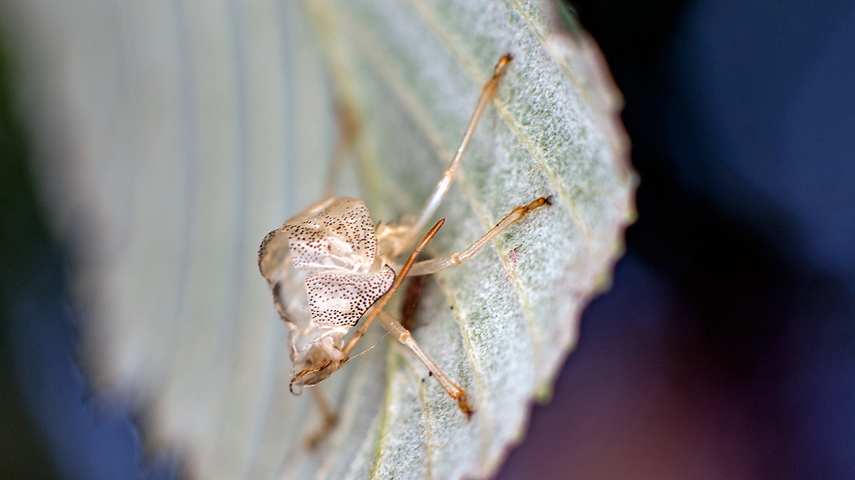 shieldbug exuvium [unidentified]
