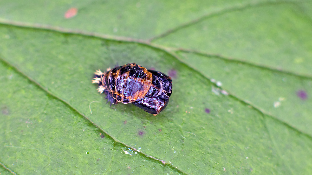 Harlequin Ladybird [Harmonia axyridis]