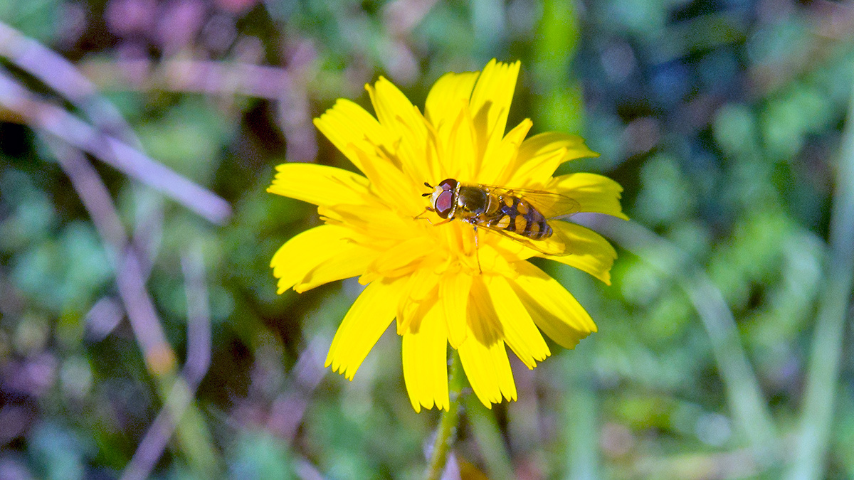 Migrant Hoverfly [Eupeodes corollae?]