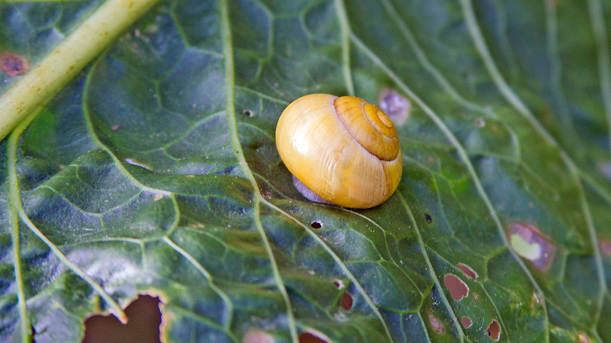 White-lipped Snail [Cepaea hortensis]