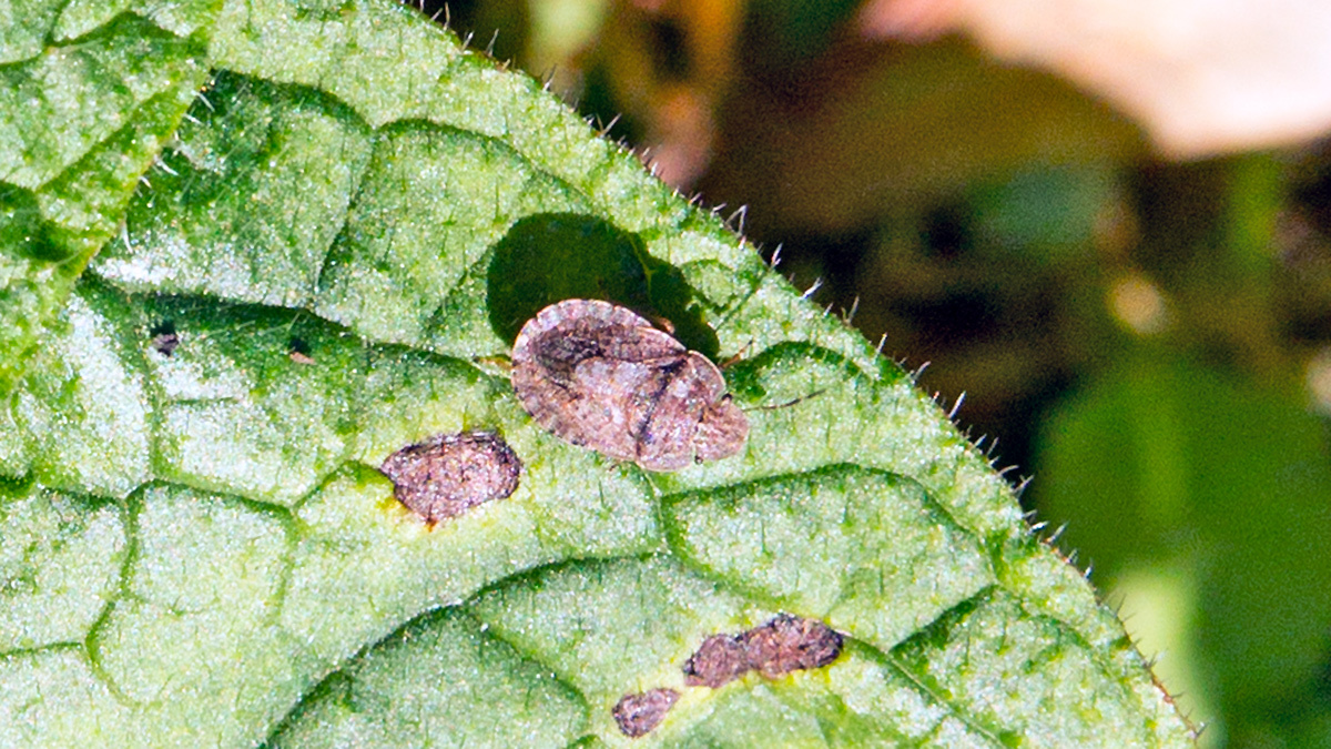 shieldbug [Sciocoris homalonotus?]