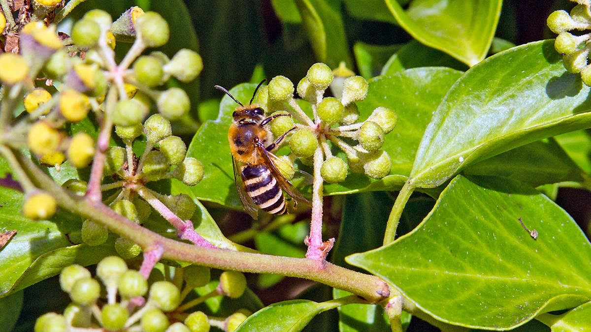 Ivy Bee [Colletes hederae]