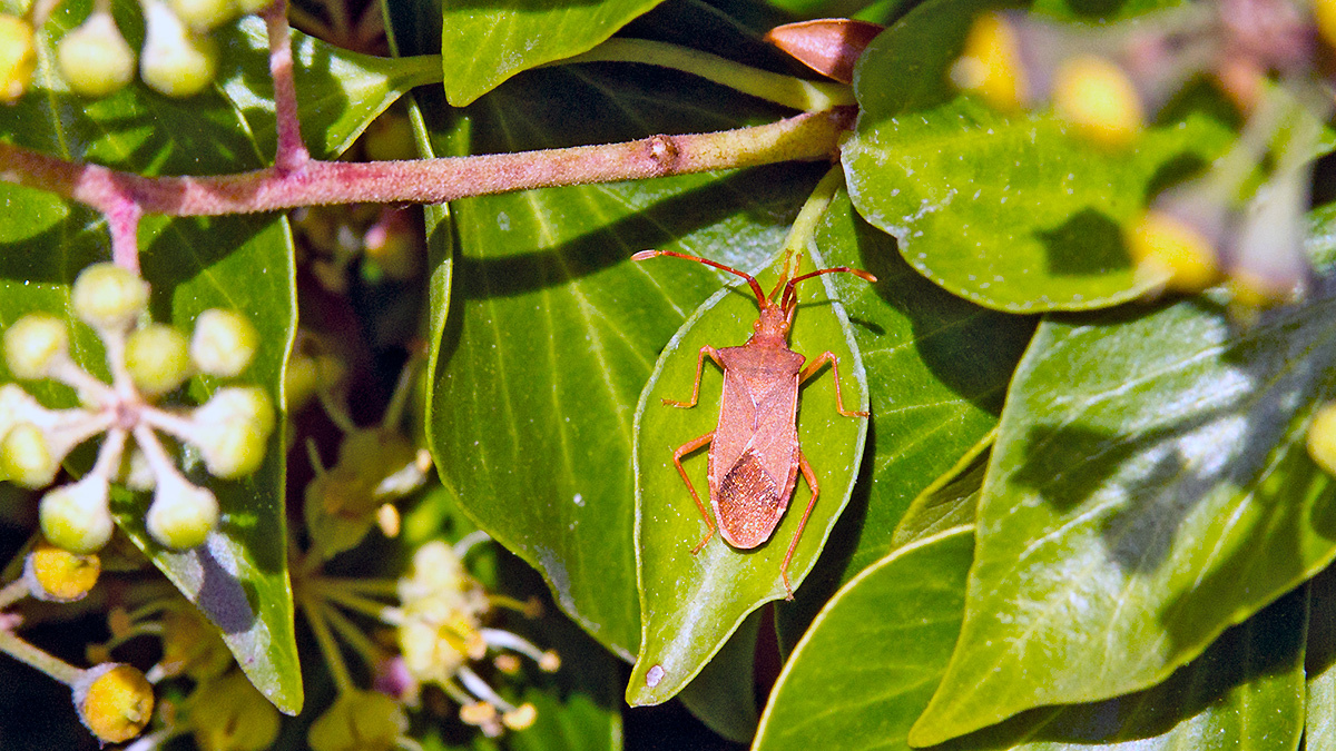 Box Bug [Gonocerus acuteangulatus]