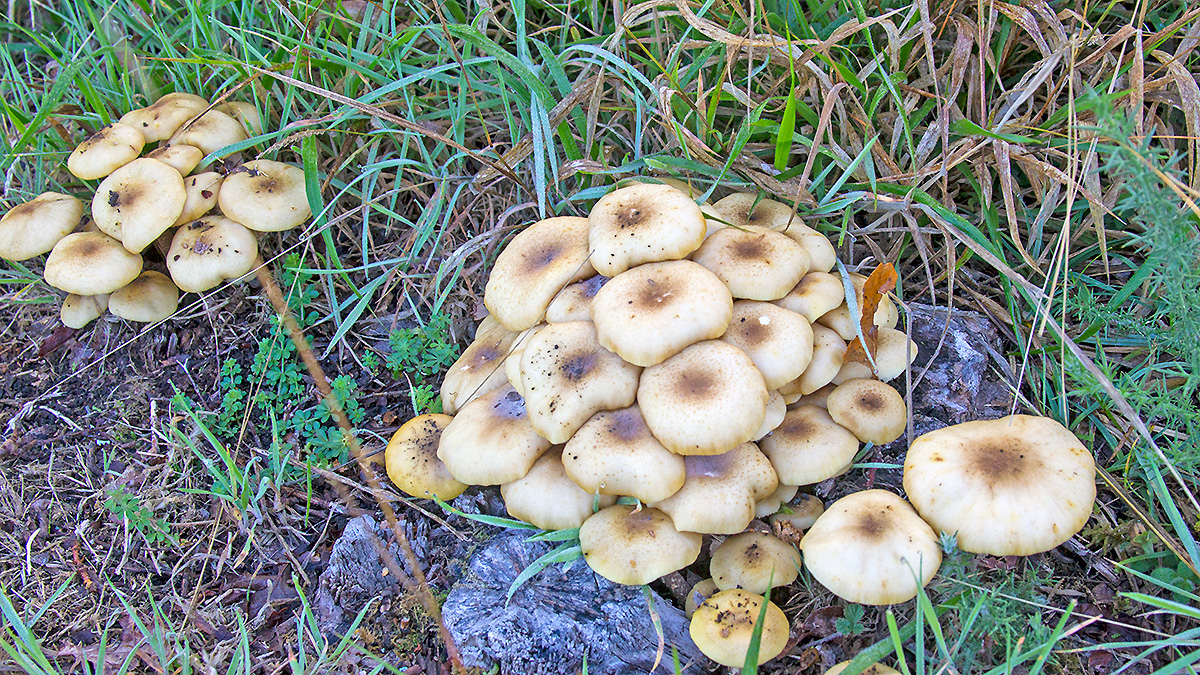 Honey Fungus [Armillaria mellea]