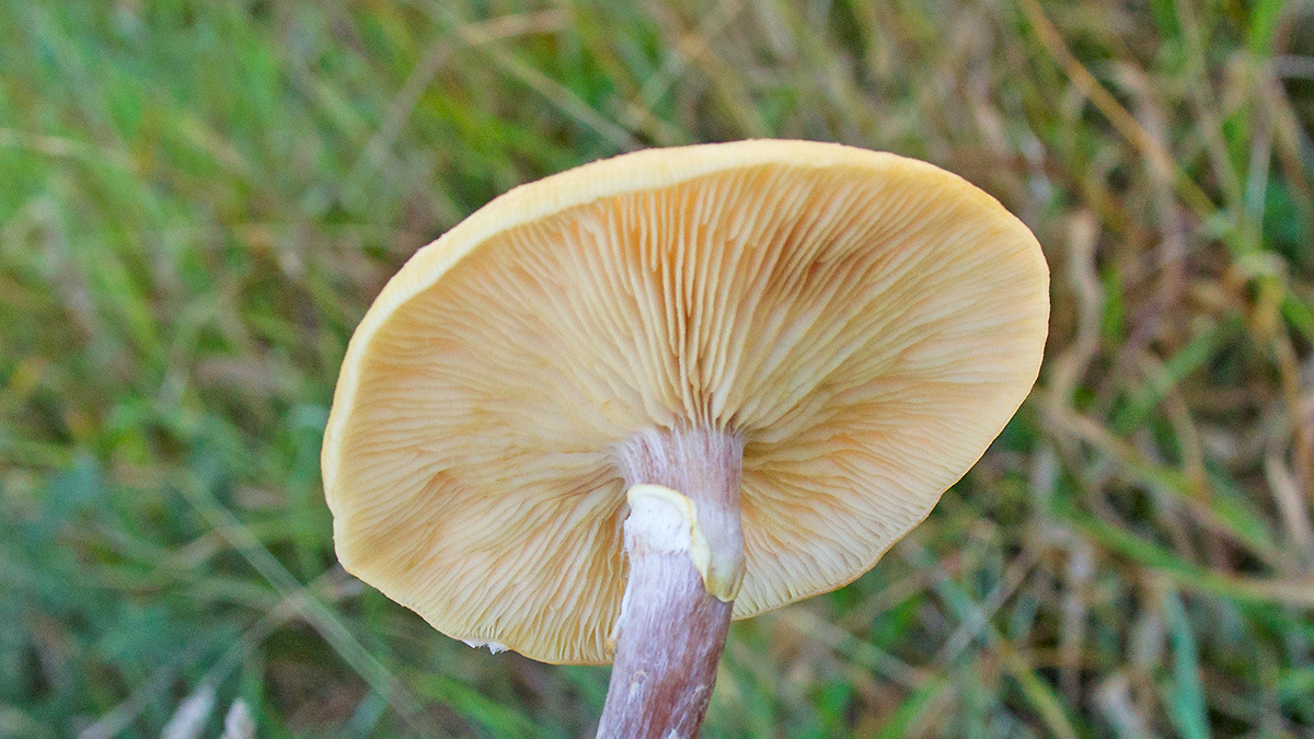 Honey Fungus [Armillaria mellea]