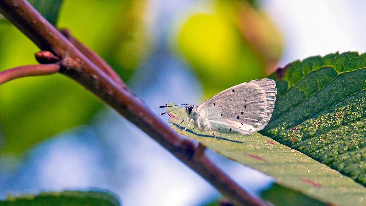 Holly Blue [Celastrina argiolus]