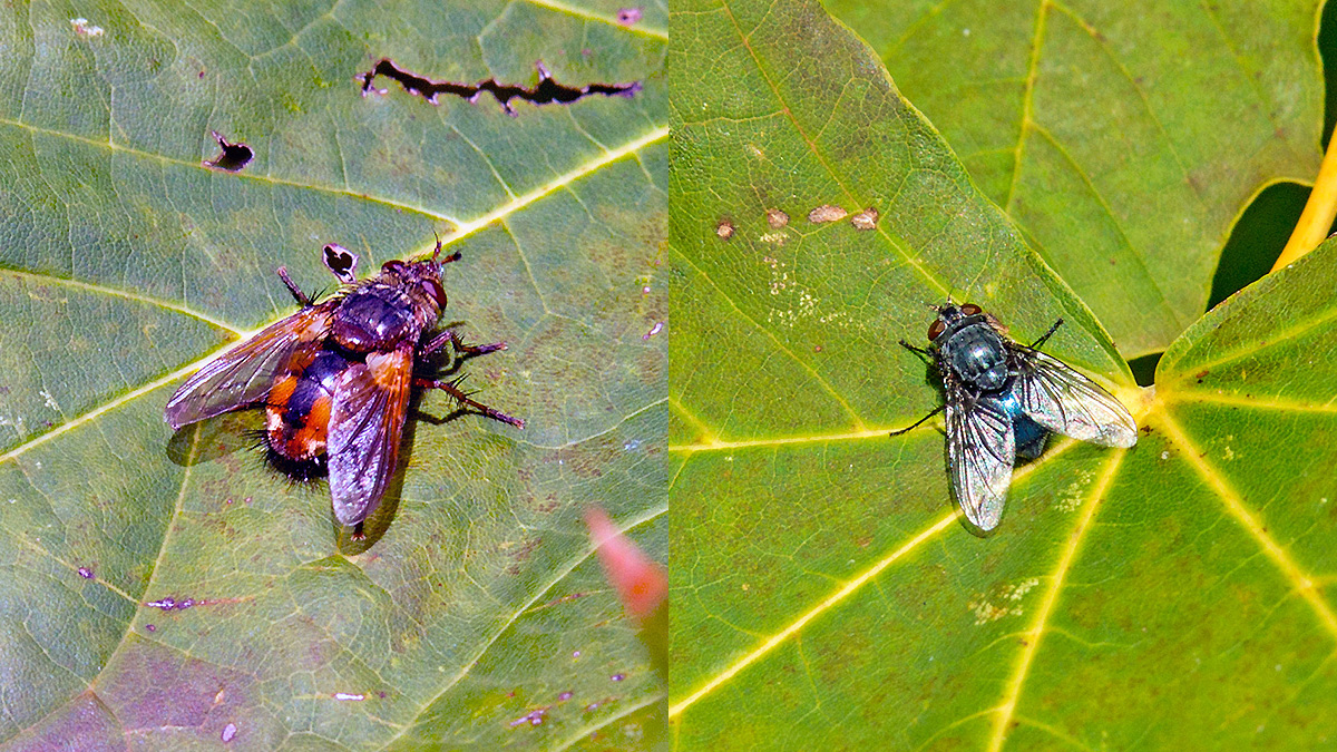 2 flies on Norwegian Maple