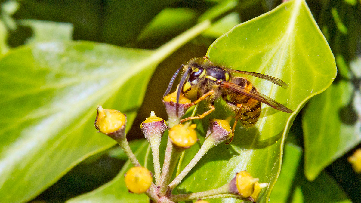 Common Wasp [Vespula vulgaris]