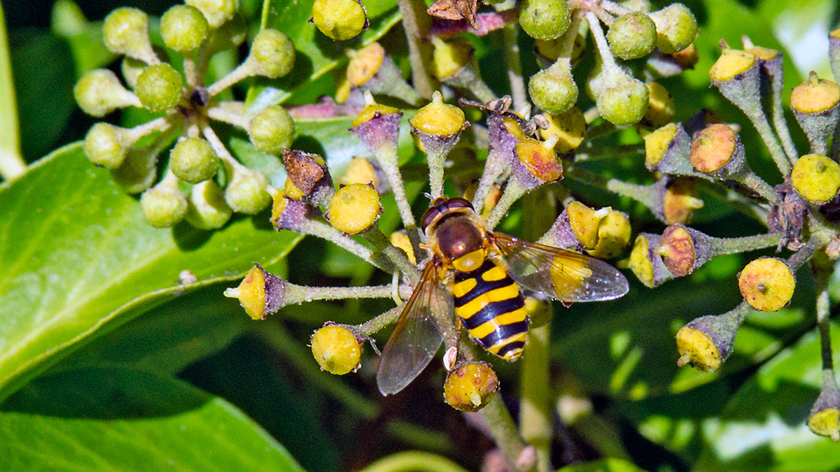 Common Banded Hoverfly [Syrphus ribesii]