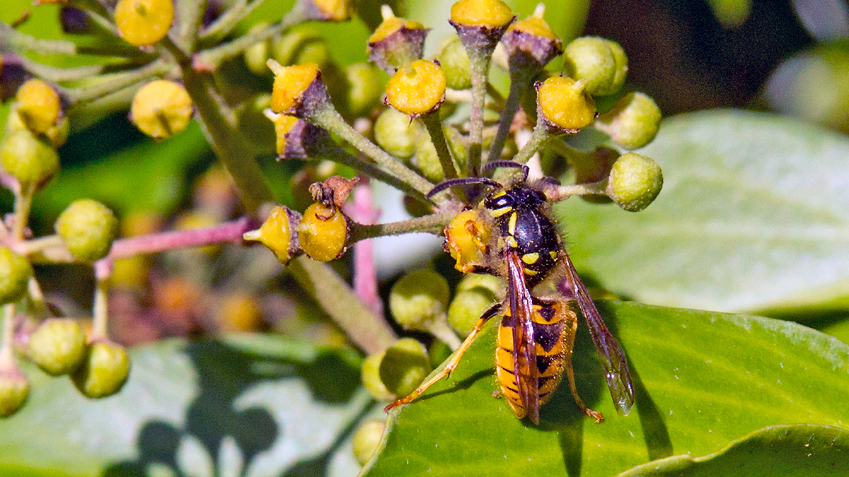 Common Wasp [Vespula vulgaris]