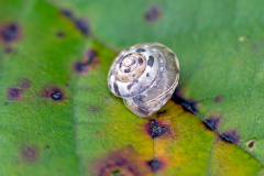 Kentish Snail [Monacha cantiana?]