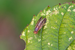 lauxaniid fly [Peplomyza litura]