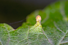Maple Gall Mite [Aceria macrorhyncha]