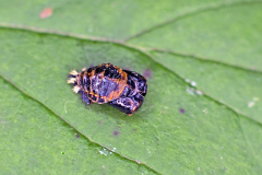 Harlequin Ladybird [Harmonia axyridis]