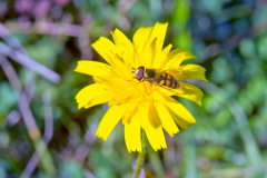 Migrant Hoverfly [Eupeodes corollae?]