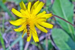 Marmalade Hoverfly [Episyrphus balteatus]