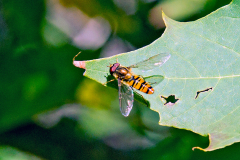 Marmalade Hoverfly [Episyrphus balteatus]