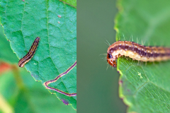 moth caterpillar [unidentified]
