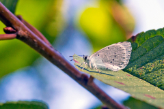 Holly Blue [Celastrina argiolus]