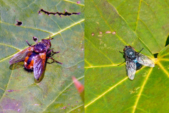 2 flies on Norwegian Maple 2 flies on Norwegian Maple